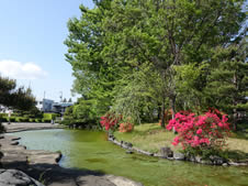 春のぎんどろ公園のようす