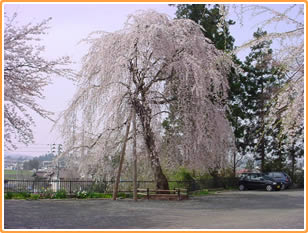 しだれ桜も見ごたえあり